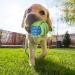 Dog Rope Toys for Medium Dogs - 7 Pack Durable Rope Chewy Toys for Dog Teething Cleaning Dog Training Prevents Boredom and Relieves Stress - Buy Online on GoSupps.com