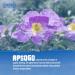 APSOGO Premium Greek Cistus Tea - Certified Organic 100g Loose Herbal Tea for Wellness & Digestion - Buy Online on GoSupps.com
