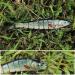 TRUSCEND Multi Jointed Swimbaits - Lifelike Fishing Lures for Bass Trout - Slow Sinking Bionic Swimbaits - Freshwater and Saltwater - A1-5.5inch - 0.95oz - Buy Online on GoSupps.com
