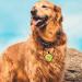 Yehanti Personalized Engraved Silicone Dog Collar - Light Waterproof Custom Name & Contact for Dogs & Cats - Mountain Pattern Design - Buy Online on GoSupps.com