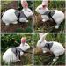 Wosume Rabbit Leash & Clothes - Cotton Accessories for Small Rabbits | International Shipping - Buy Online on GoSupps.com