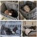 JWShang Chew Proof Rat Hammock - Large Hanging Bed for Small Animals | Rat Cage Accessories for Guinea Pig, Chinchilla, Sugar Glider, Ferret | Warm & Cozy - Buy Online on GoSupps.com