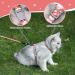 Petom Flower Pattern Cat Dishes & Leash Set | Round Lanyard for Cats - Shop Internationally! - Buy Online on GoSupps.com
