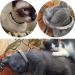 Buy CHUKCHI Soft Velvet Adjustable Diamante Bling Collar for Cats & Small Dogs - Safe & Stylish with Bells - International Shipping Available - Buy Online on GoSupps.com