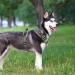Buy Heele Adjustable Reflective Dog Harness - XL Anti-Train Breast Harness with Lockable Snap Lock | Perfect for Active Dogs - Green - Buy Online on GoSupps.com