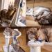 Pretty Kitty Cat Toy Set - 15-Piece Vegan Cat Toys with Feathers & Catnip for Happy Felines - Buy Online on GoSupps.com
