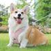 Shop No-Pull Dog Harness for Small Dogs | Reflective Soft Safety Harness & Leash - Pink M - Buy Online on GoSupps.com