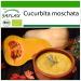 SAFLAX - ORGANIC - Squash - Butternut - 6 seeds - Cucurbita moschata