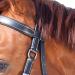 WALDHAUSEN Star Bitless Bridle for Warmbloods - Premium Black Horse Gear | Buy Internationally - Buy Online on GoSupps.com