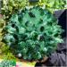 Natural Crystal Rough Crystal Cluster Green Phantom Quartz Crystal Cluster Sample Curing Home Decoration Crystal (Size : 550-600g) - Buy Online on GoSupps.com