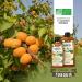  Plan te au Naturel Organic Apricot Kernel Oil 150 ml - AB - Natureen | Plan te au Naturel - Pure Natural and Cold Pressed - Food Grade - Buy Online on GoSupps.com