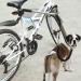 Italian Poppy Pet Dog Bicycle Line | Hands-Free Bike Lead for Dogs | Ideal for Cycling & Running | Durable & Practical - Buy Online on GoSupps.com