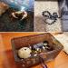 Kathson Small Reptile Feeding Box - Portable Mini Pet House for Lizard, Spider, Frog - Black - Buy Online on GoSupps.com