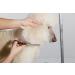 Andis Premium Pet Grooming Accessories | Curved Scissors for Professional Pet Grooming - Buy Online on GoSupps.com