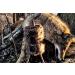 MOJO Outdoors Critter Predator Hunting Decoy - Ideal for Coyote, Bobcat, and Varmint Hunting - Tail, Rabbit, and More - Super Critter - Buy Online on GoSupps.com