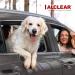 ALCLEAR 9519 Animal Hair Brush - Effortlessly Remove Pet Hair from Car Upholstery & Carpets - Red - Buy Online on GoSupps.com