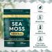 Sea Moss Tablets 5000mg | 120 Vegan Tablets | High Strength Sea Moss Extract | Carlyle - Buy Online on GoSupps.com