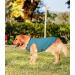 Kickred 2 Pack Dog Shirts - Fast Drying Breathable Sleeveless Vests for Large Medium & Small Dogs - Mint Blue & Orange Yellow - Perfect Pet Clothing for Young Girls - Buy Online on GoSupps.com