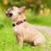 Heele Dog Collar - Adjustable Patterned Collars for Small Medium & Large Dogs | Comfortable & Robust (34-53cm 2cm Width) - Buy Online on GoSupps.com