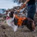 Oneigris Bolt Short Guide Dog Leash 30cm | Reflective Nylon Tiger Tooth Clip Soft Upholstery | Ideal for Medium & Large Dogs | Orange - Buy Online on GoSupps.com