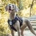 Oneigris Fire Watcher 2.0 Tactical Dog Harness | XL Black No-Pull Molle Metal Buckles Service Vest with 2 Handles - Premium 1000D Nylon - Buy Online on GoSupps.com