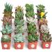 Shop Succulents | Unique Collection of Live Succulent Plants, Hand Selected Variety Pack of Mini Succulents | Collection of 20 20-Pack Succulent Packs