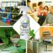 Mighty Mint 8oz Peppermint Oil Spray - Natural Pest Control for Spiders, Ants, Non-Toxic - Pack of 2 - Buy Online on GoSupps.com