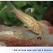 Aqueon Shrimp Pellets Fish Food 6.5 oz - Nutritious Pellets for Healthy Shrimp - 1 Pack - Buy Online on GoSupps.com