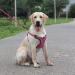 Suredoo Adjustable Dog Harness for Small & Medium Dogs | No Pull Reflective Safety Harness for Puppies - Soft & Comfortable (Small Pink) - Buy Online on GoSupps.com