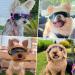 Namsan Sunglasses for Small Dogs | Windproof UV Protection & Waterproof Dog Glasses | Adjustable Rubber Band - Blue - Buy Online on GoSupps.com
