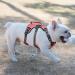 Heele Reflective Dog Harness with Buckle Neck & Robust Handle - Comfortable Safe Fit in Red - Buy Online on GoSupps.com