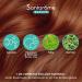 Santarome - Sublimes Cheveux Force & Croissance - Hair growth food supplement - Horsetail Blueberry Vitamins B6 B8 Zinc - 30 Gummies - Sugar-free - France - Buy Online on GoSupps.com