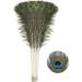 Soarer Long Peacock Feathers Bulk - 25pcs 32-35 inches for Vase, Holiday Decoration & DIY Crafts - Buy Online on GoSupps.com