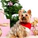BIPY 50Pcs Christmas Dog Hair Bows with Rubber Bands for Small Dogs Cats Puppy Xmas Tree Santa Claus Snowman Topknot Holidays Festival Pet Assorted Grooming Accessories Random Color Christmas hair bows 50pcs - Buy Online on GoSupps.com