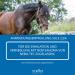Str h Dead Sea Sole 2.5% (1L) - Inhalation Solution for Horse Respiratory Health | Hustens Juice for Allergies & Regeneration of Airways - Buy Online on GoSupps.com
