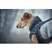 HUNTER UPPSALA EXTREME Dog Coat | Winter Water-Repellent & Reflective | Size 25 | Black/Grey - Ultimate Pet Protection - Buy Online on GoSupps.com