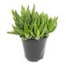 Succulents Plants Live Indoor Plants, Aloe Nobilis Plants Live Houseplants, Live Succulents Live Plants Indoor Succulent Plants, Indoor Plant Real Succulents Plants House Plants by Plants for Pets