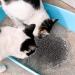 ULTECHNOVO Pet Supplies: Cat Litter Deodorizer Beads - 1 Bottle Cleaning Solution - Buy Online on GoSupps.com