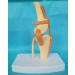 Knee Joint Model for Dogs/Dogs with Strap Animal Joint Skeleton Anatomical for Veterinary Lessons - Buy Online on GoSupps.com
