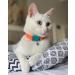 Kittyrama Cat Collar- Award Winning Breakaway Design, Vet Approved, As Seen in Vogue - Adult Tangerine - Buy Online on GoSupps.com