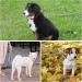 Demigreat Reflective Dog Leash - 3m 5m 10m 15m 20m Long Training Line with Padded Handle for Small to Large Dogs - Durable & Versatile - Buy Online on GoSupps.com