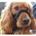 Champion Anti-Pull Training Halter for Dogs - Padded Black 3 | Adjustable & Comfortable Solution for Better Control - International Shipping Available - Buy Online on GoSupps.com