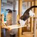 Adjustable Suction Cat Window Perch with Hammock for Indoor Cats - Buy Online on GoSupps.com
