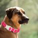 Plutus Pet Cotton Dog Collar Heavy Duty Collar with Soft Padding Adjustable and Comfortable for Small Medium and Large Dogs Hot Pink S Small Hot Pink - Buy Online on GoSupps.com