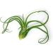 3 Giant Tillandsia Caput Medusae Air Plants - 6-8 inch - Live Indoor House Plants for Terrariums - Buy Online on GoSupps.com