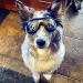 Shop UV Protection Dog Glasses for Medium & Small Breeds Waterproof Windproof & Adjustable Sunglasses - Buy Online on GoSupps.com