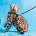Cat Harness with Leash 3-Pack - Stars Moon Paw Heart Design - Escape Proof - for Walking Small Medium Large Cats - Black Red Blue - Adjustable & Safe - Set of 3 - Buy Online on GoSupps.com