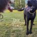 Glitter King Gold Dog Collar | Cuban Link Chain with Dollar Pendant | Pet Jewelry 13mm Width - Buy Online on GoSupps.com