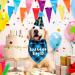 Dog Birthday Party Supplies Set - Light Blue Plaid Bandana, Hat, Bow Tie & Number for Small, Medium, Large Dogs | JOTFA - Buy Online on GoSupps.com