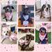 Dog Birthday Bandana Set with Hat and Squeaky Cake Toy - Perfect Party Supplies Gift for Small, Medium, Large Dogs - Pink Cream Cake Design - Buy Online on GoSupps.com